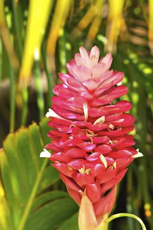 Kaanapali Ocean Inn United States
